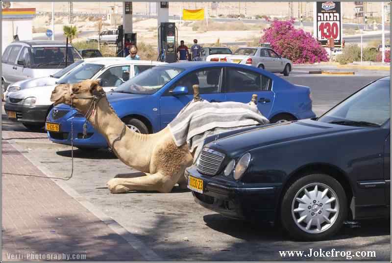 Camelo Estacionado